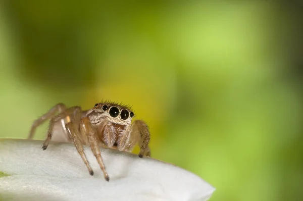 Icius Subinermis Kadın Salticidae Görünümü — Stok fotoğraf