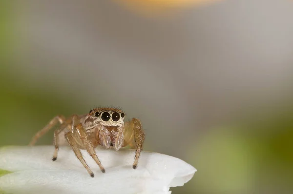 Icius Subinermis Female Salticidae View — Foto de Stock