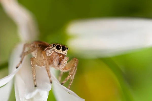 Icius Subinermis Kadın Salticidae Görünümü — Stok fotoğraf