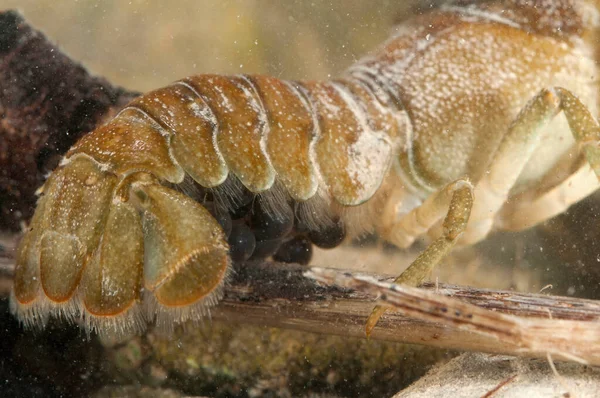 Austropotamobus Pallipes Lagostins Água Doce Europeus Vista — Fotografia de Stock