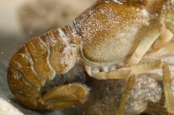 Austropotamobus pallipes (Avrupa tatlı su kerevitleri) görünümü