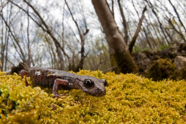 Speleomantes Strinatii North West Italian Cave Salamander — 스톡 사진