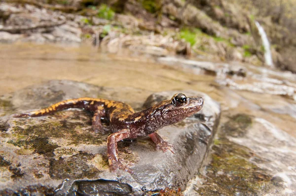 Speelomantes Strinatii 北西イタリアの洞窟Salamander ビュー — ストック写真