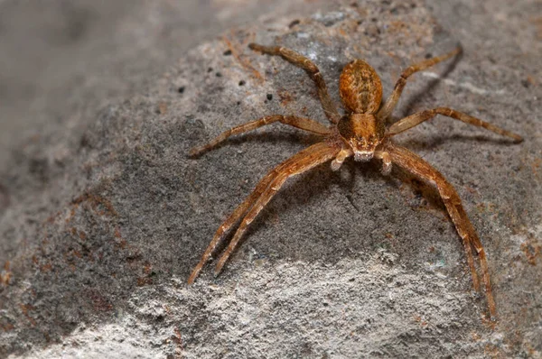 Close Aranha Habitat Natural — Fotografia de Stock