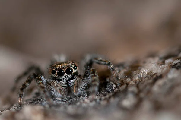 Philaeus Chrysops Fêmea Salticidae Ver — Fotografia de Stock