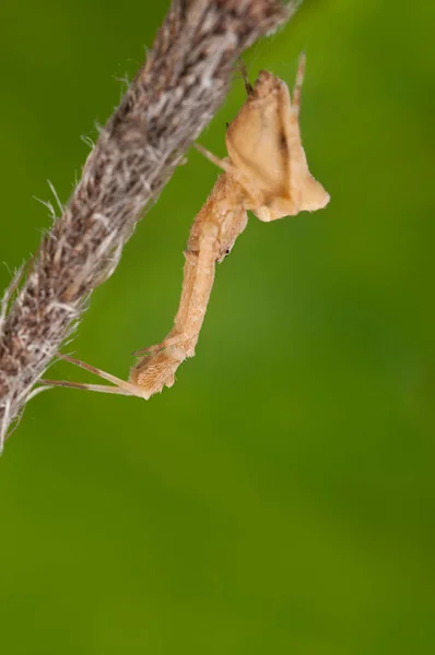 Uloborus Plumipes Peří Nohy Krajky Tkalcovské Pohled — Stock fotografie