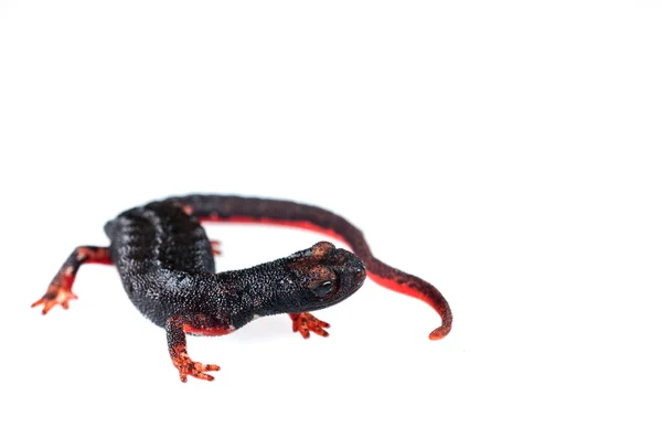 Salamandrina Perspicillata Salamandra Dagli Occhiali Del Nord Con Uova — Foto Stock