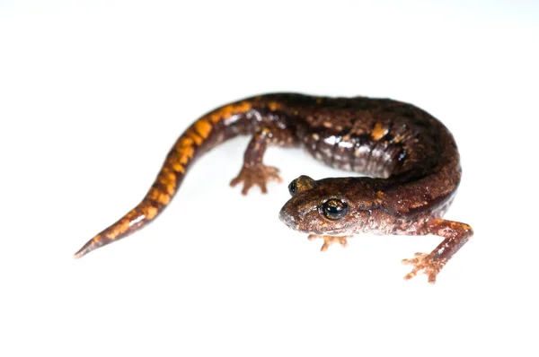 特写镜头 在白色上分离的Speleomantes Strinatii Strinati Cave Salamander — 图库照片