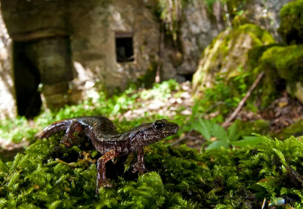 Tiro Perto Tiro Speleomantes Strinatii Salamandra Caverna Strinati Hábitat Natural — Fotografia de Stock