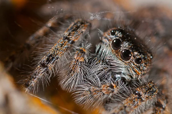 Филей Хризоплый Женский Salticidae Вид — стоковое фото