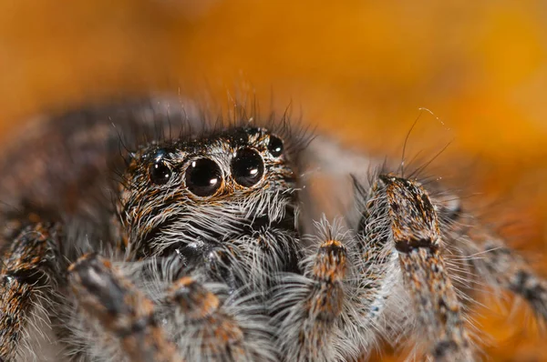 Филей Хризоплый Женский Salticidae Вид — стоковое фото