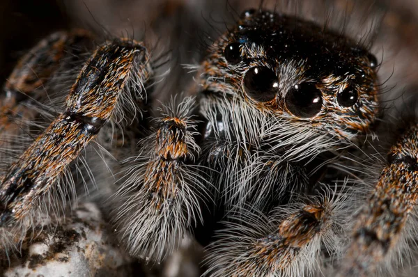 Philaeus Chrysops Vrouwelijk Salticidae Bekijken — Stockfoto