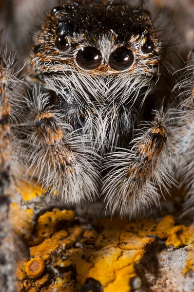 Salticidae Görünümü — Stok fotoğraf