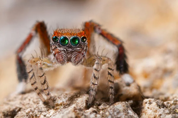 Close Van Spin Natuurlijke Habitat — Stockfoto