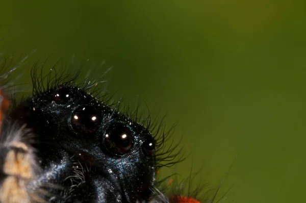 Hugheus Chrysops Erkek Salticidae Görünümü — Stok fotoğraf