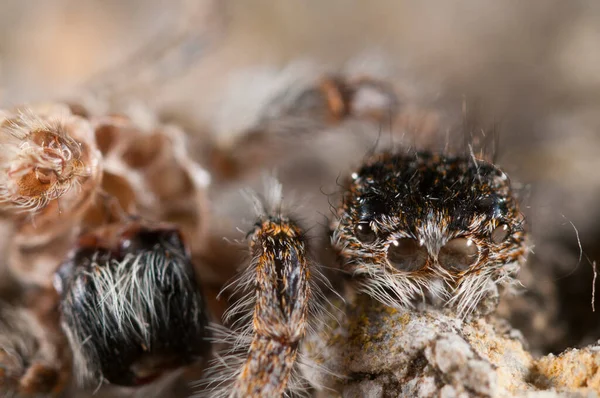 Philaeus Chrysops Kobieta Salticidae Widok — Zdjęcie stockowe