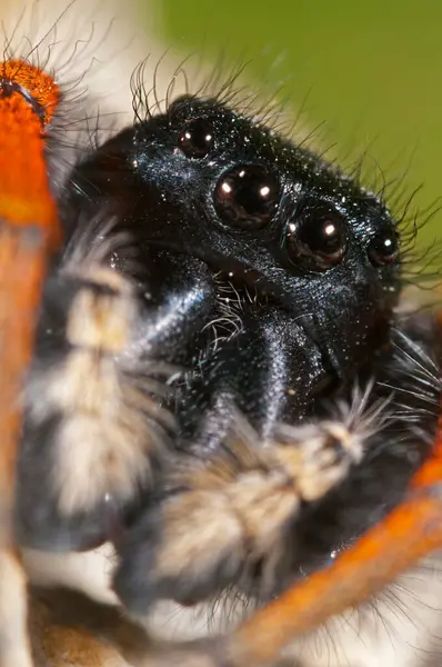 Вид Филея Хризопса Мужского Пола Salticidae — стоковое фото