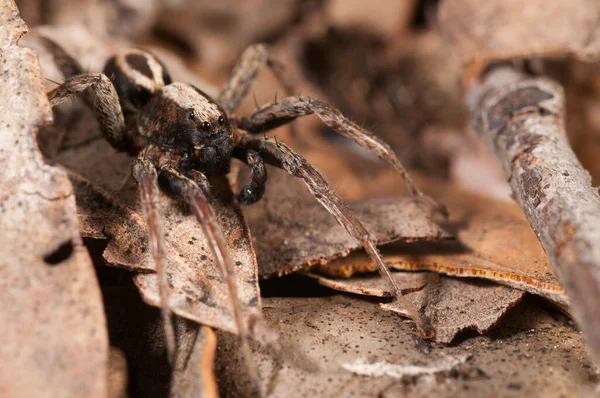 Alopecosa Albofasciata Чоловічий Локальність Альбенга Італія — стокове фото