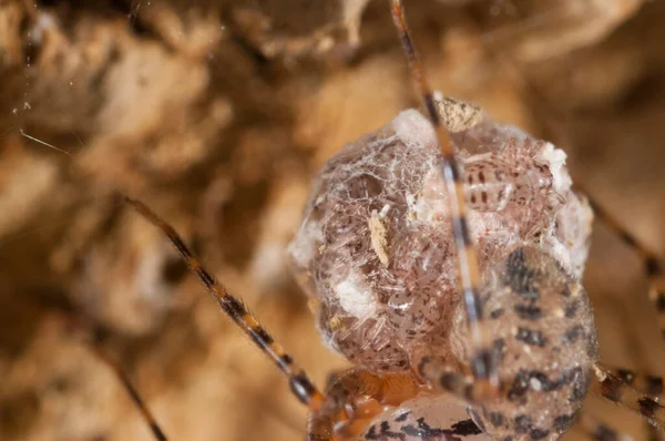 Close Van Spin Natuurlijke Habitat — Stockfoto