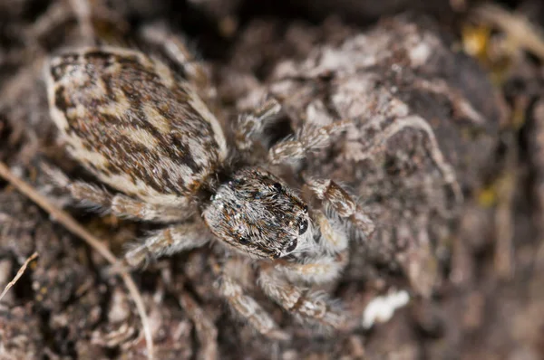 Philaeus Chrysops Salticidae View — Fotografia de Stock