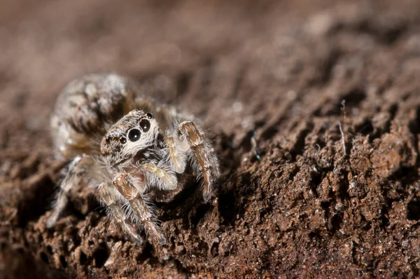 Philaeus Chrysops Salticidae Nézet — Stock Fotó