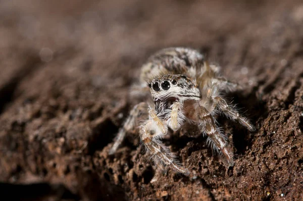 Fileuspuppor Salticidae — Stockfoto