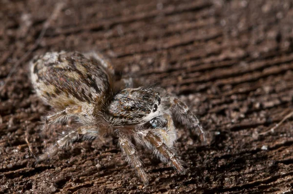 Philaeus Chrysops Salticidae View — Fotografia de Stock