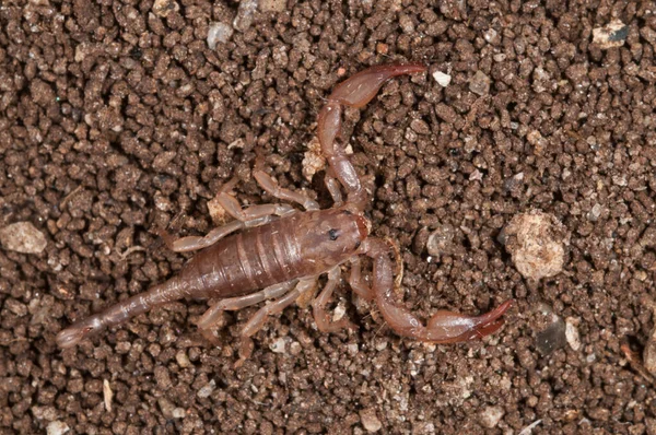 Zbliżenie Euscorpius Tergestinus Scorpion Włochy — Zdjęcie stockowe