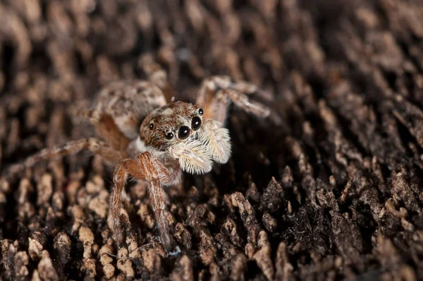 Menemerus Semilimbatus Самиця Salticidae Вид — стокове фото