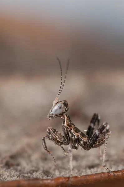 Νεανική Ameles Spallanzania Ευρωπαίος Νάνος Mantis — Φωτογραφία Αρχείου