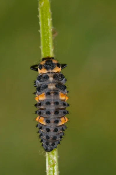 Larvas Coccinella Septempunctata Mariquita Siete Puntos — Foto de Stock