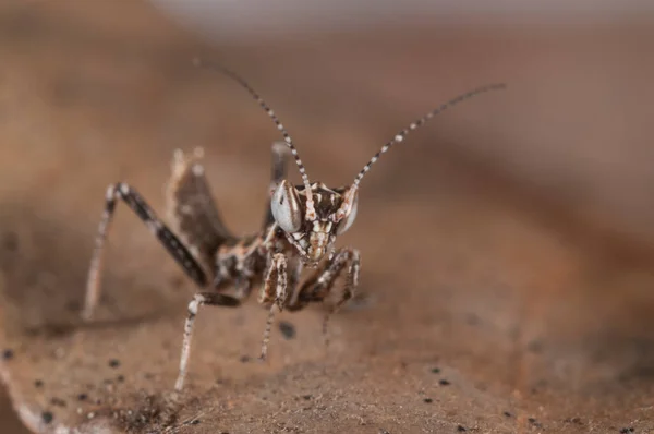 Ameles Spallanzania Juvenile Avrupa Cüce Peygamber Devesi — Stok fotoğraf