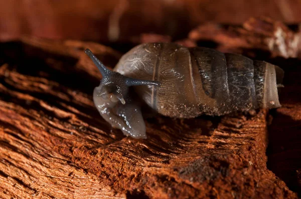 Rumina Decollata Decollate Caracol Close Vista — Fotografia de Stock