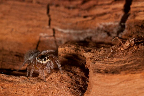 Närbild Skott Spindel Naturliga Livsmiljöer — Stockfoto