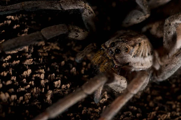 Hogna Radiata Aranha Lobo Sua Visão Habitat — Fotografia de Stock