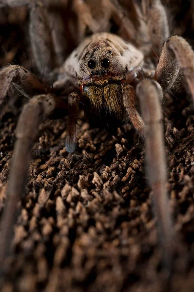 Hogna Radiata Araignée Loup Dans Vue Sur Habitat — Photo