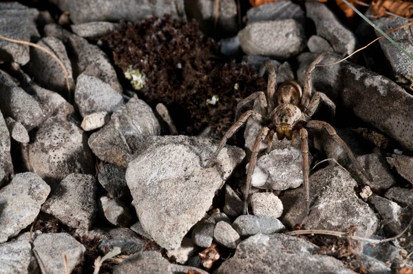 Hogna Radiata Araña Lobo Vista Hábitat — Foto de Stock