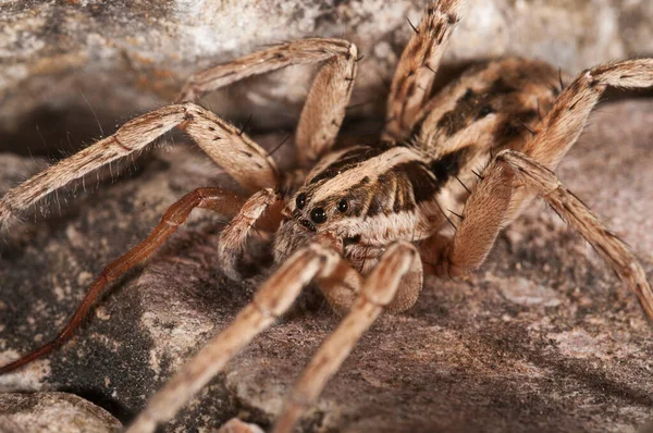 Hogna Radiata Araña Lobo Vista Hábitat — Foto de Stock