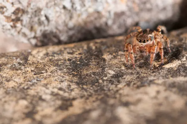 Close Aranha Habitat Natural — Fotografia de Stock