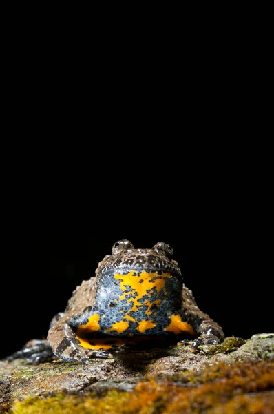 Bombina Pachypus Apennin Gelbbauchunke — Stockfoto