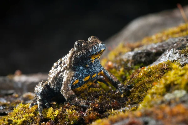 ボンビナ パキプス Apennine Yellow Bellied Toad — ストック写真