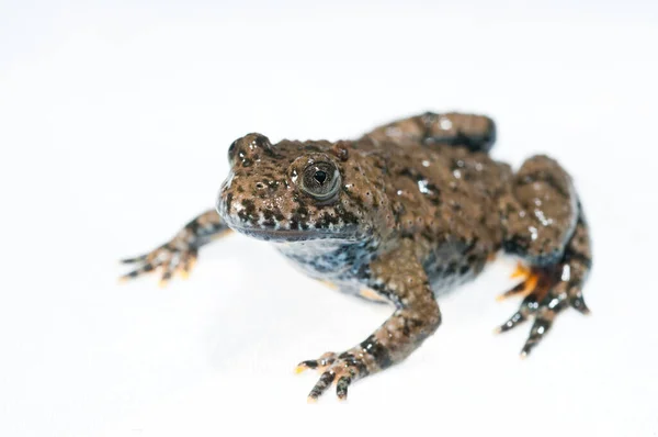 Gewone Peterselie Kikker Pelodytes Punctatus Witte Achtergrond — Stockfoto