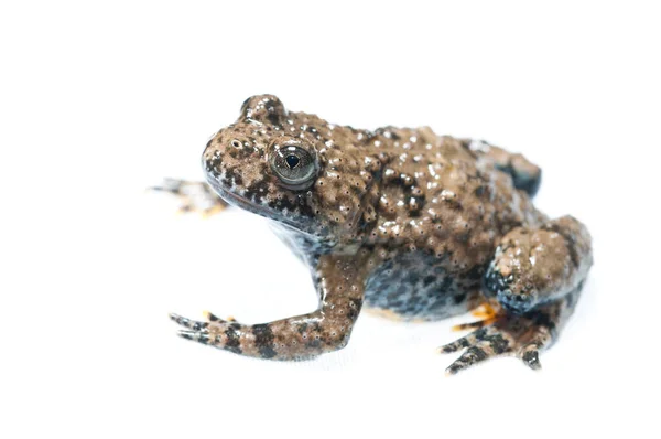 Common Parsley Frog Pelodytes Punctatus White Background — Stock Photo, Image