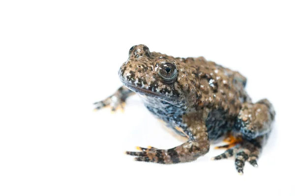 白背景的普通欧芹蛙 Pelodytes Punctatus — 图库照片