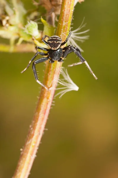 서식지에서 거미의 — 스톡 사진