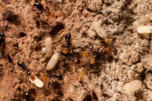 Camponotus Lateralis Arboreal Species Ant — Stock Photo, Image