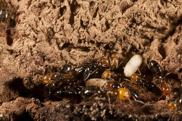 Camponotus Lateralis Arboreal Species Ant — Stock Photo, Image