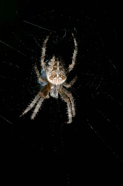 Doğal Ortamdaki Örümceğin Yakın Çekim Görüntüsü — Stok fotoğraf