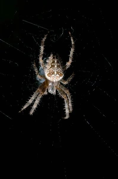 Close Aranha Habitat Natural — Fotografia de Stock