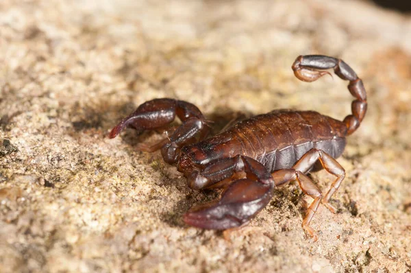 Euscorpius Carpathicus Small Wood Scorpion Close View — Stock Photo, Image